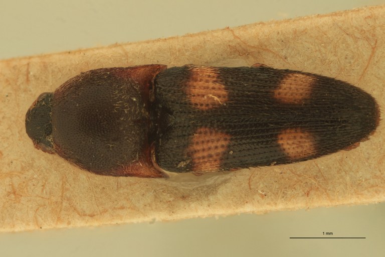 Melanoxanthus recreatus T D.jpg Melanoxanthus recreatus T D.jpg