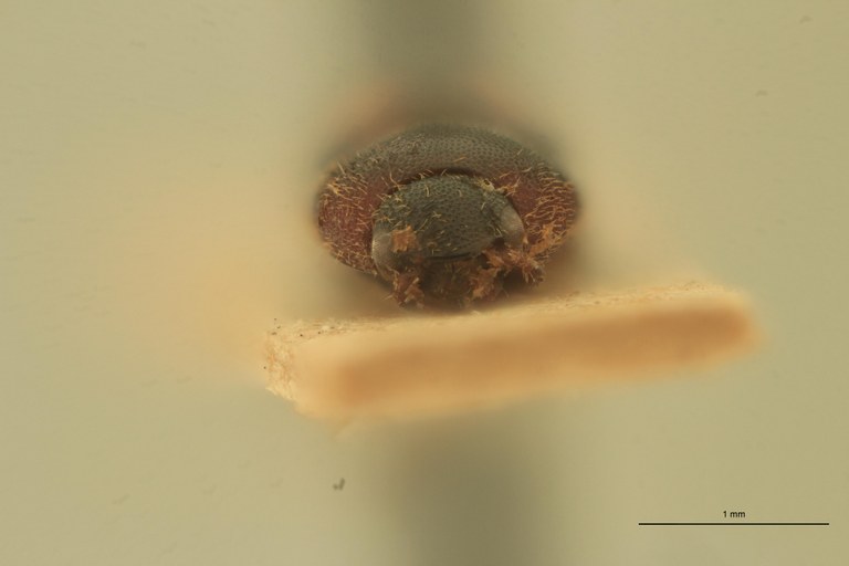 Melanoxanthus recreatus T F.jpg Melanoxanthus recreatus T F.jpg
