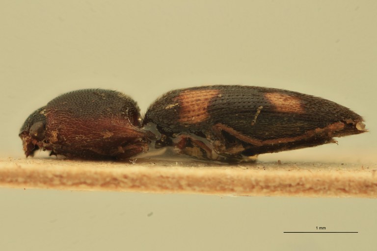 Melanoxanthus recreatus T L.jpg Melanoxanthus recreatus T L.jpg