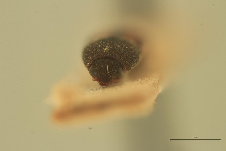Melanoxanthus rixosus T F.jpg Melanoxanthus rixosus T F.jpg