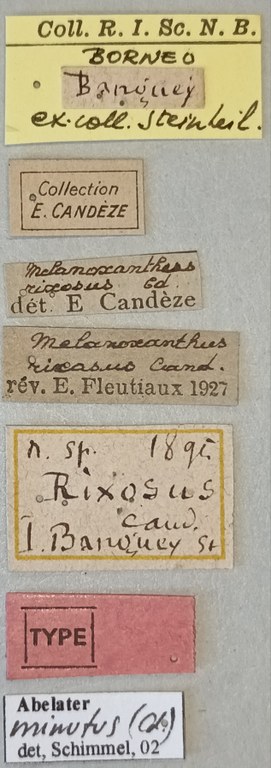 Melanoxanthus rixosus T Labels.jpg Melanoxanthus rixosus T Labels.jpg