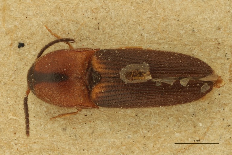Melanoxanthus rubiginosus T D.jpg Melanoxanthus rubiginosus T D.jpg
