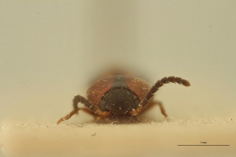 Melanoxanthus rubiginosus T F.jpg Melanoxanthus rubiginosus T F.jpg