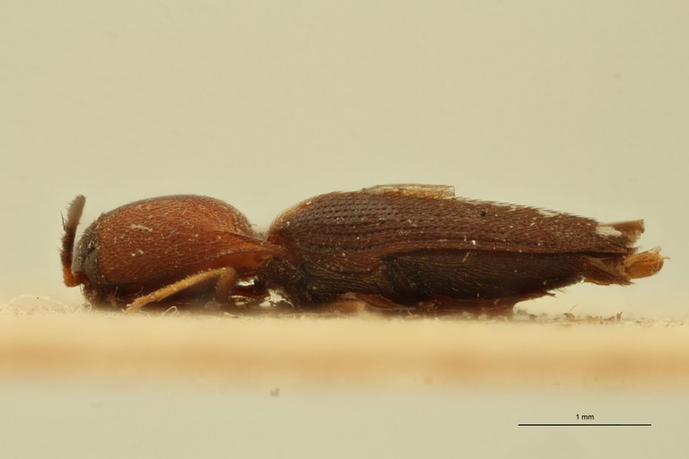 Melanoxanthus rubiginosus T L.jpg Melanoxanthus rubiginosus T L.jpg