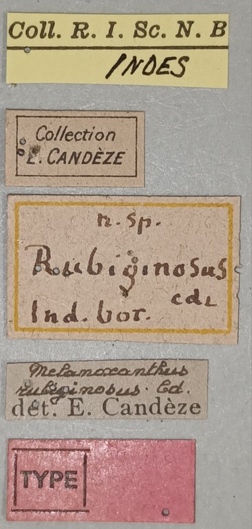 Melanoxanthus rubiginosus T Labels.jpg Melanoxanthus rubiginosus T Labels.jpg