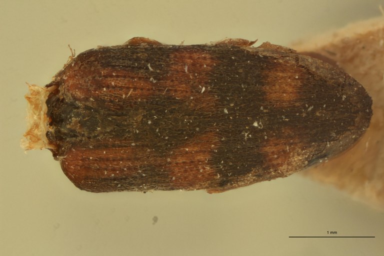 Melanoxanthus rufotactus T D.jpg