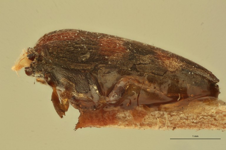 Melanoxanthus rufotactus T L.jpg