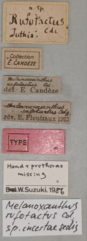 Melanoxanthus rufotactus T Labels.jpg