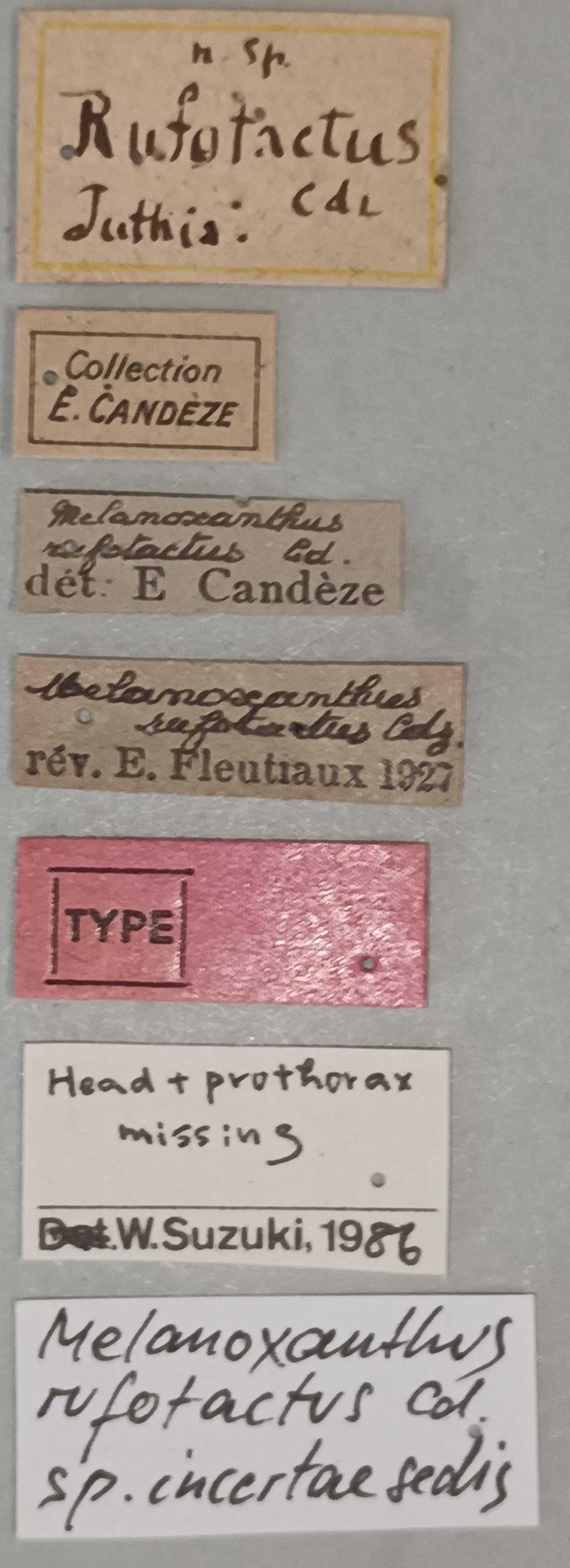 Melanoxanthus rufotactus T Labels.jpg