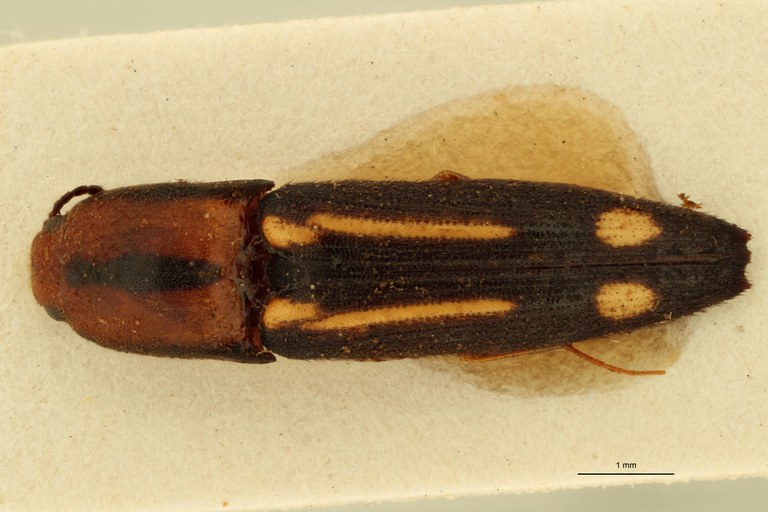 Melanoxanthus ruptus T D.jpg Melanoxanthus ruptus T D.jpg