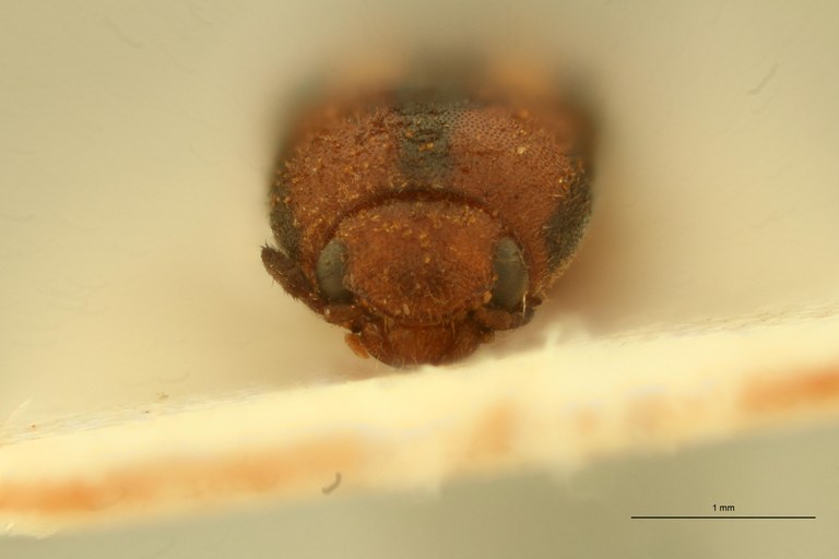 Melanoxanthus ruptus T F.jpg Melanoxanthus ruptus T F.jpg