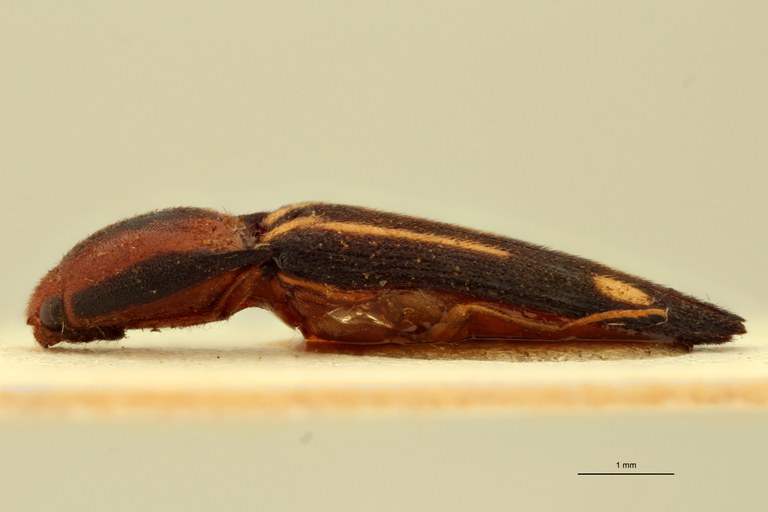 Melanoxanthus ruptus T L.jpg Melanoxanthus ruptus T L.jpg