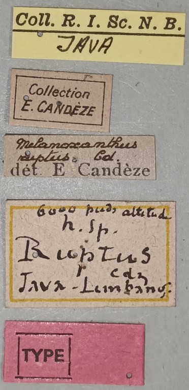 Melanoxanthus ruptus T Labels.jpg Melanoxanthus ruptus T Labels.jpg