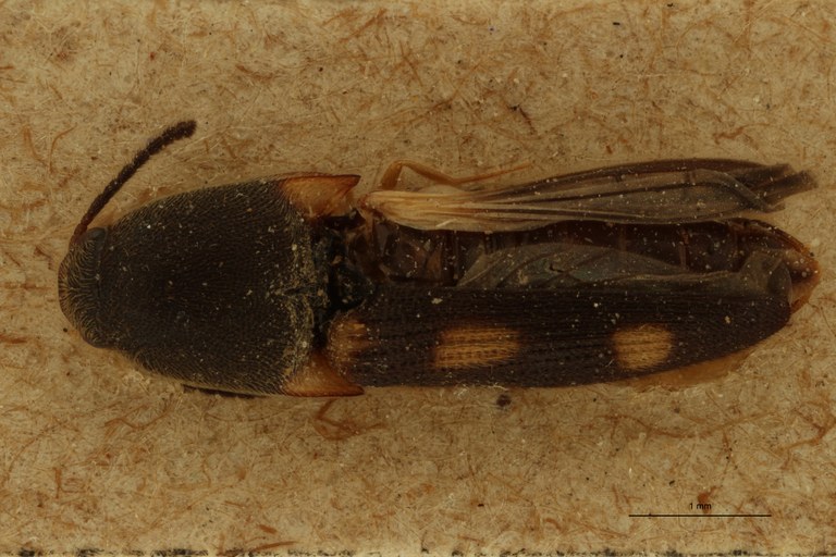 Melanoxanthus sexguttatus T D.jpg Melanoxanthus sexguttatus T D.jpg
