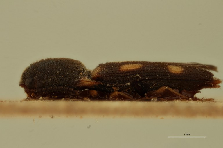 Melanoxanthus sexguttatus T L.jpg