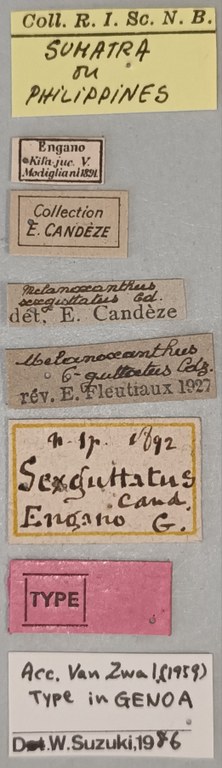 Melanoxanthus sexguttatus T Labels.jpg Melanoxanthus sexguttatus T Labels.jpg