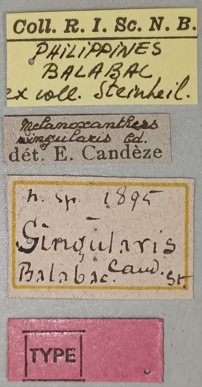 Melanoxanthus singularis T Labels.jpg