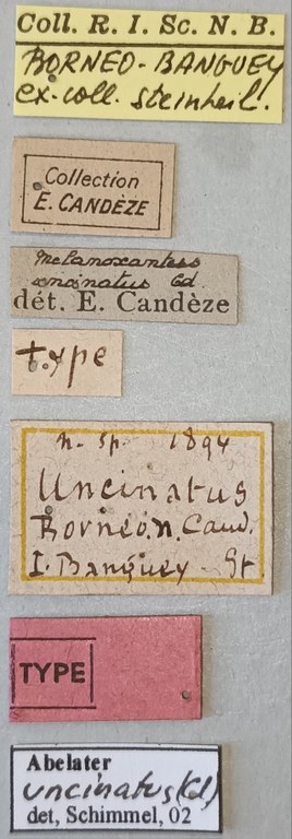 Melanoxanthus uncinatus T Labels.jpg Melanoxanthus uncinatus T Labels.jpg