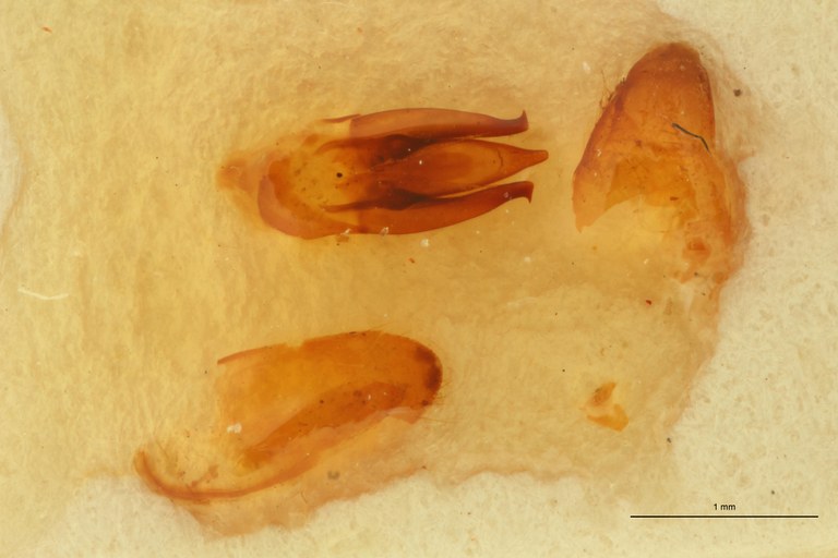 Melanoxanthus variolosus M T Aedeagus.jpg