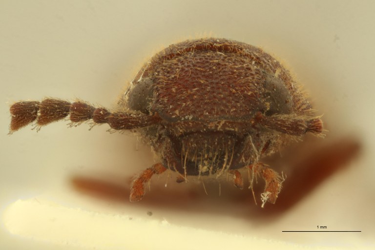 Melanoxanthus variolosus M T F.jpg