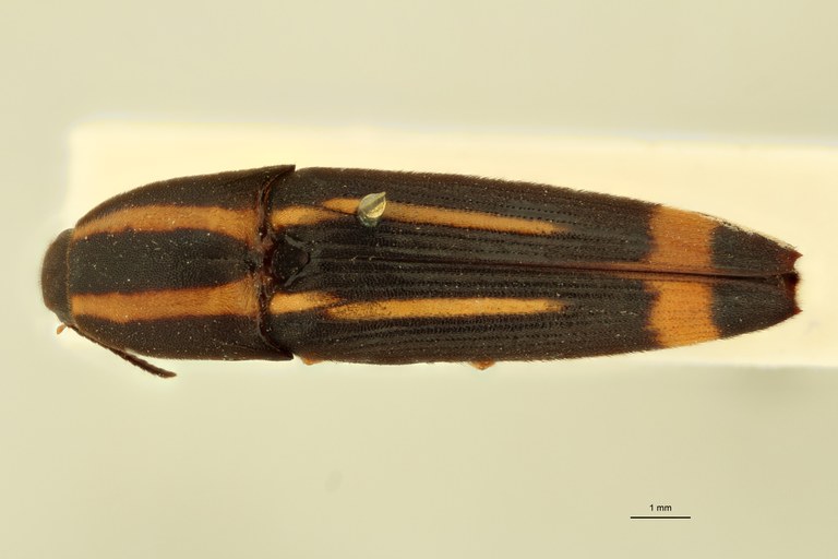 Melanoxanthus virgatus T D.jpg Melanoxanthus virgatus T D.jpg