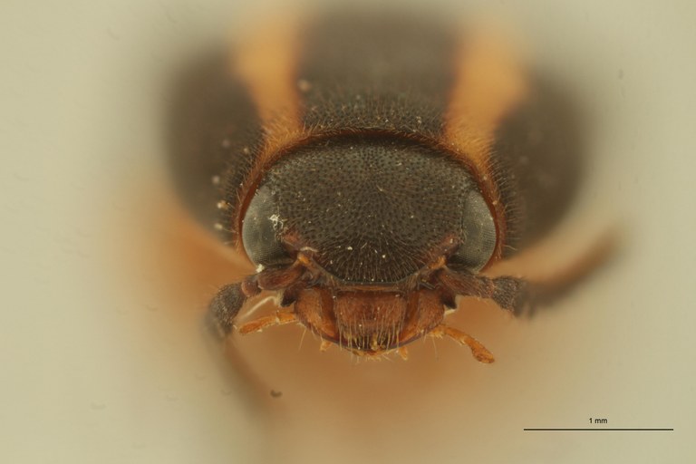 Melanoxanthus virgatus T F.jpg Melanoxanthus virgatus T F.jpg