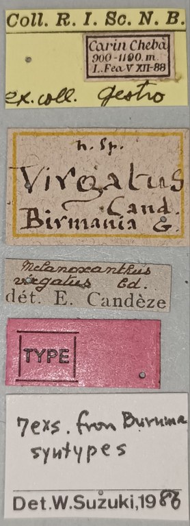 Melanoxanthus virgatus T Labels.jpg Melanoxanthus virgatus T Labels.jpg