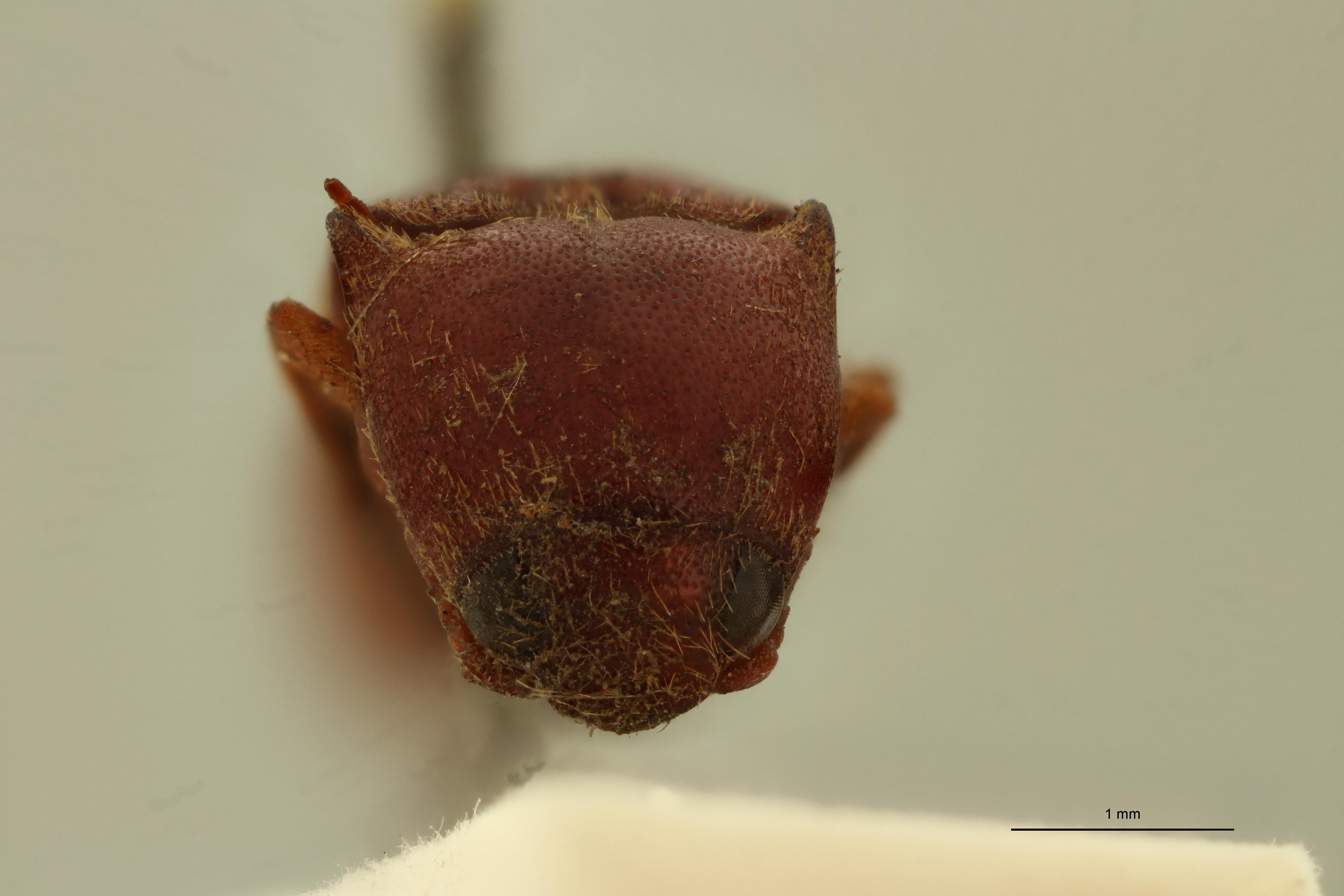 Neotrichophorus schaumi T F.jpg