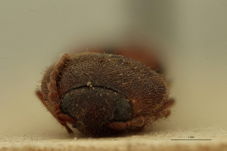 Neotrichophorus suturalis T F.jpg Neotrichophorus suturalis T F.jpg