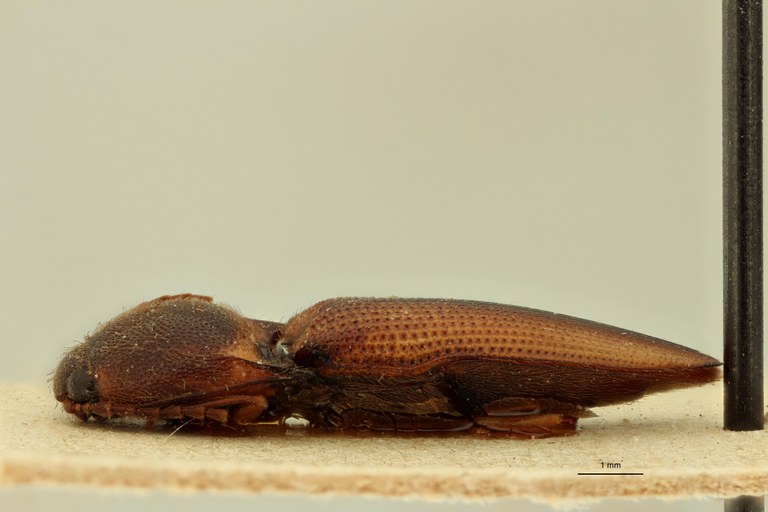 Neotrichophorus suturalis T L.jpg Neotrichophorus suturalis T L.jpg