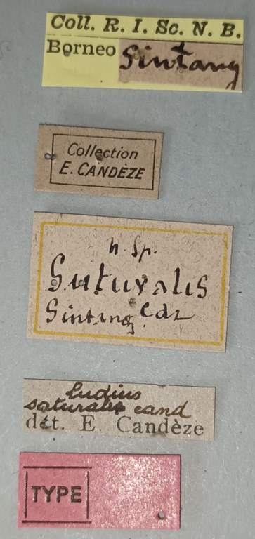 Neotrichophorus suturalis T Labels.jpg Neotrichophorus suturalis T Labels.jpg