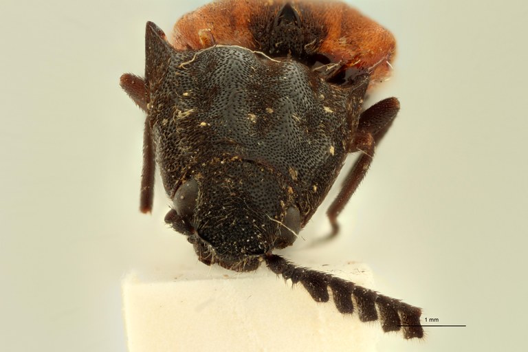 Paranilicus macleayi Lt F.jpg