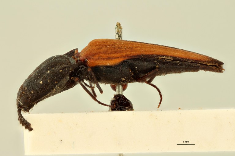 Paranilicus macleayi Lt L.jpg