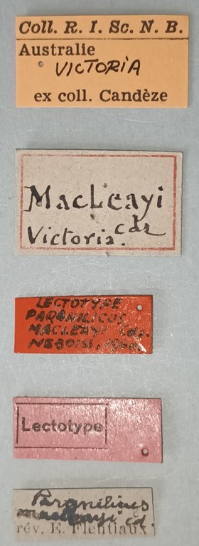 Paranilicus macleayi Lt Labels.jpg