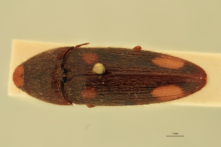 Physorhinus boliviensis M Lt D.jpg Physorhinus boliviensis M Lt D.jpg