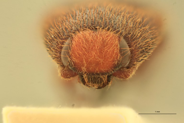 Physorhinus boliviensis M Lt F.jpg Physorhinus boliviensis M Lt F.jpg