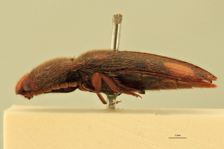 Physorhinus boliviensis M Lt L.jpg Physorhinus boliviensis M Lt L.jpg