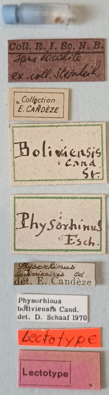Physorhinus boliviensis M Lt Labels.jpg Physorhinus boliviensis M Lt Labels.jpg
