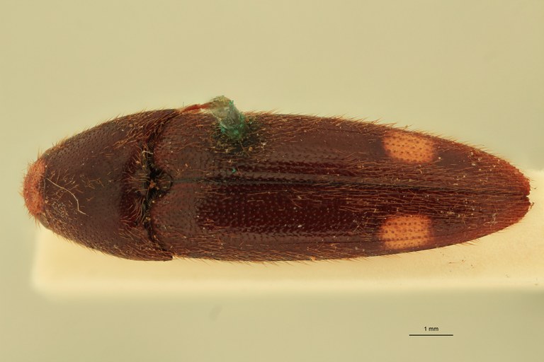 Physorhinus distigma M Lt D.jpg Physorhinus distigma M Lt D.jpg