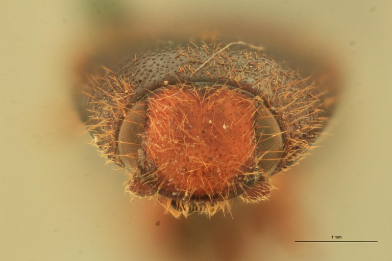 Physorhinus distigma M Lt F.jpg Physorhinus distigma M Lt F.jpg