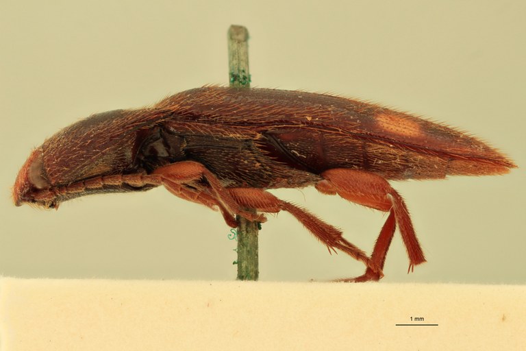 Physorhinus distigma M Lt L.jpg Physorhinus distigma M Lt L.jpg