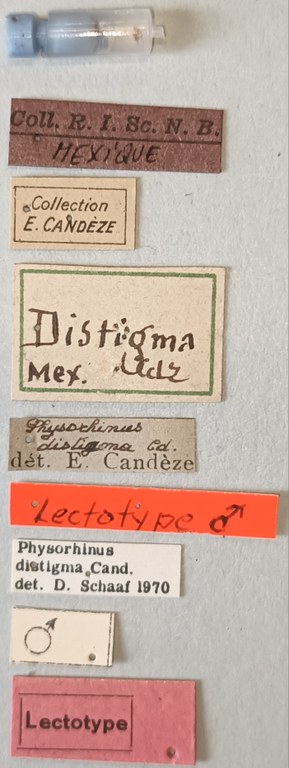 Physorhinus distigma M Lt Labels.jpg Physorhinus distigma M Lt Labels.jpg