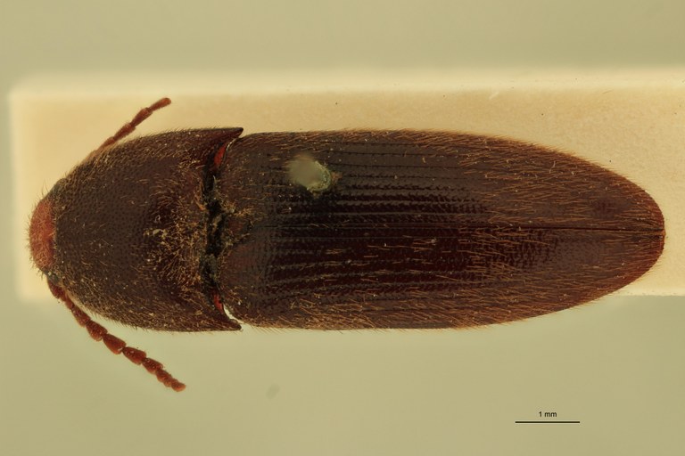 Physorhinus frontalis M Lt D.jpg Physorhinus frontalis M Lt D.jpg