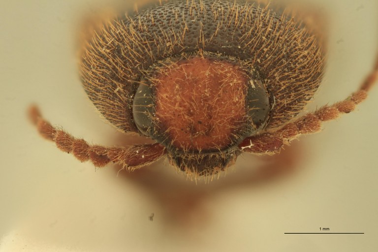 Physorhinus frontalis M Lt F.jpg Physorhinus frontalis M Lt F.jpg