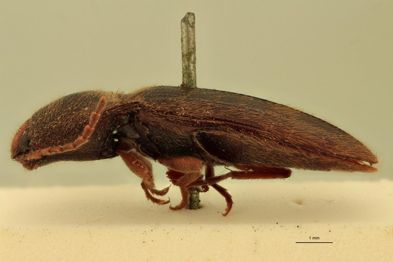 Physorhinus frontalis M Lt L.jpg Physorhinus frontalis M Lt L.jpg