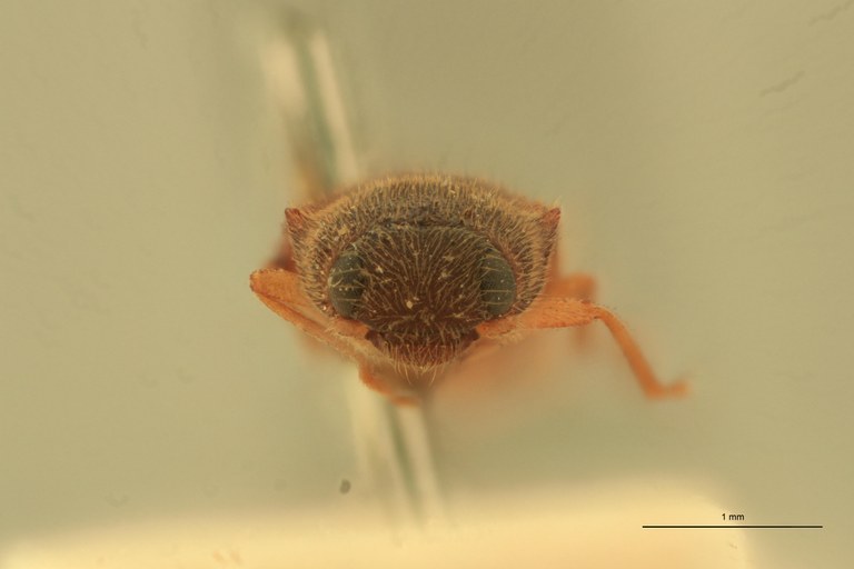 Pomachilius dubius T F.jpg