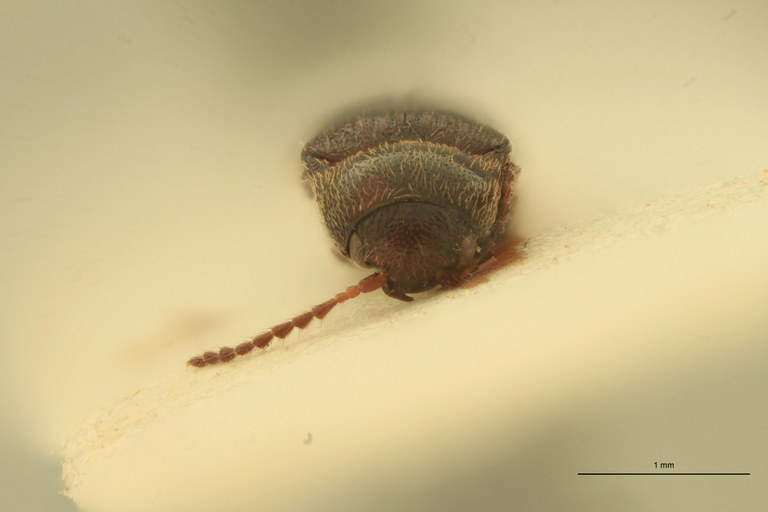 Porthmidius parvicollis St F.jpg Porthmidius parvicollis St F.jpg