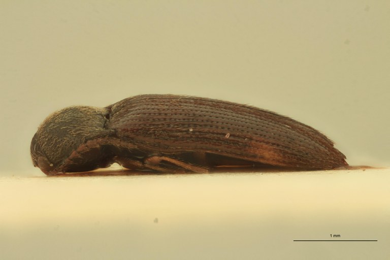 Porthmidius parvicollis St L.jpg Porthmidius parvicollis St L.jpg