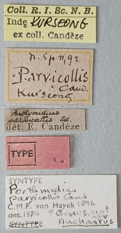 Porthmidius parvicollis St Labels.jpg Porthmidius parvicollis St Labels.jpg