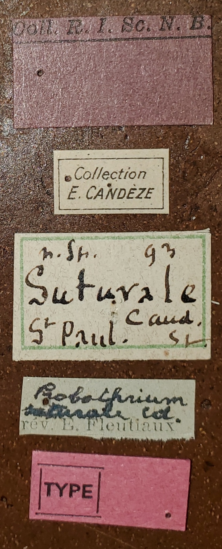 Probothrium suturale T Labels.jpg